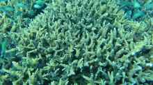 Echinopora horrida