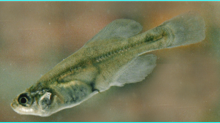 Girardinichthys viviparus