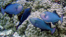 Melichthys niger