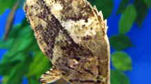 Monocirrhus polyacanthus