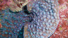 Mycedium elephantotus