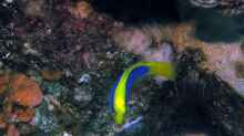 Pseudochromis flavivertex