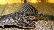 Pterygoplichthys multiradiatus