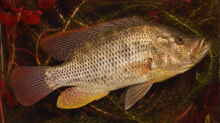Serranochromis intermedius