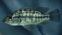 Serranochromis macrocephalus