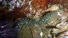 Uropterygius xanthopterus
