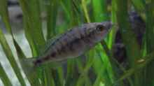 Einzige überlebende Nachzucht seit 3 Jahren: Dimidiochromis compressiceps