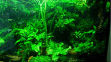 Pflanzen im Aquarium Becken 1011