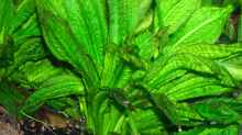 Echinodorus parviflorus - Tropica -