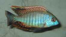 Lethrinops sp. rainbow tanzania