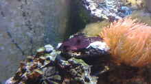 Aquarium Trigon 350 (ablösung durch Deltec- Becken)