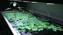 Pflanzen im Aquarium Becken 10375