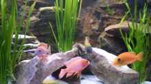 Der Besatz,Fire Fish Bock,rechts Weib,links Auloncara Red Rubin(nicht mehr im Becken)