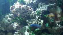 Dekoration im Aquarium Becken 1044