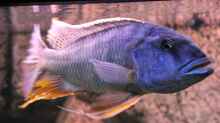 Buccochromis Heterotaenia