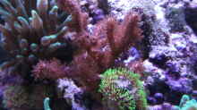 Pflanzen im Aquarium Becken 10673