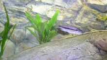 Taeniochromis holotaenia Weib