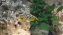 Nimbochromis-Arten