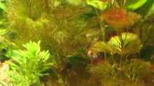 Pflanzen im Aquarium Becken 10861