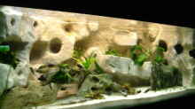 Aquarium Hauptansicht von Becken 10874