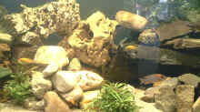 Aquarium Becken 109