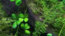 Pflanzen im Aquarium Becken 10952