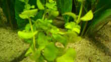 Pflanzen im Aquarium Becken 11021