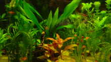 Pflanzen im Aquarium Becken 11021