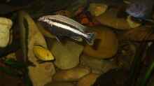Melanochromis Auratus mann