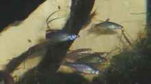 Filigranregenbogenfische 