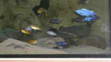 Besatz im Aquarium Becken 11118