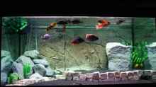 Aquarium Becken 11140