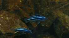 Melanochromis 05.03.2009