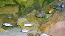 Besatz im Aquarium Becken 11245