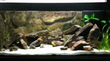 Dekoration im Aquarium Becken 11245