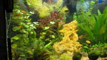 Pflanzen im Aquarium Becken 11306