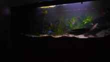 Aquarium Becken 11409