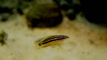 Ein Julidochromis ornatus (sehr nah an der Scheibe)