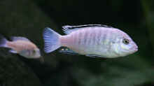  Labidochromis caeruleus white