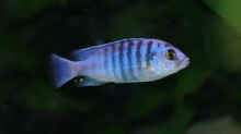 Labidochromis-Arten