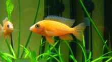 Aulonocara sp. Firefish männchen