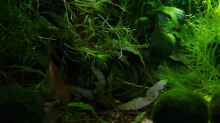 Pflanzen im Aquarium Becken 11470