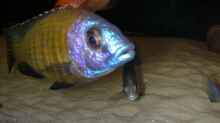 Placidochromis mbamba bay