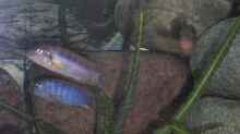 Labidochromis hongi Gruppe 2