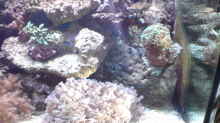 Dekoration im Aquarium Becken 11616