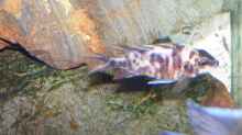 Besatz im Aquarium 450l Malawi !!!! Existiert nicht mehr !!!!