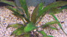 Pflanzen im Aquarium Becken 11731