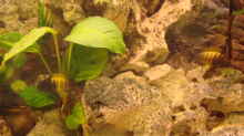 Pflanzen im Aquarium Becken 11754