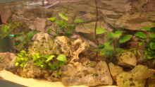 Pflanzen im Aquarium Becken 11754