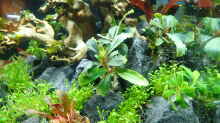Pflanzen im Aquarium Garnelenbaum